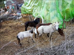 گزارش تصویری/ برنامه جنگل‌نوردی الیمستان ویژه دانشجویان به مناسبت روز تربیت بدنی و ورزش برگزار شد